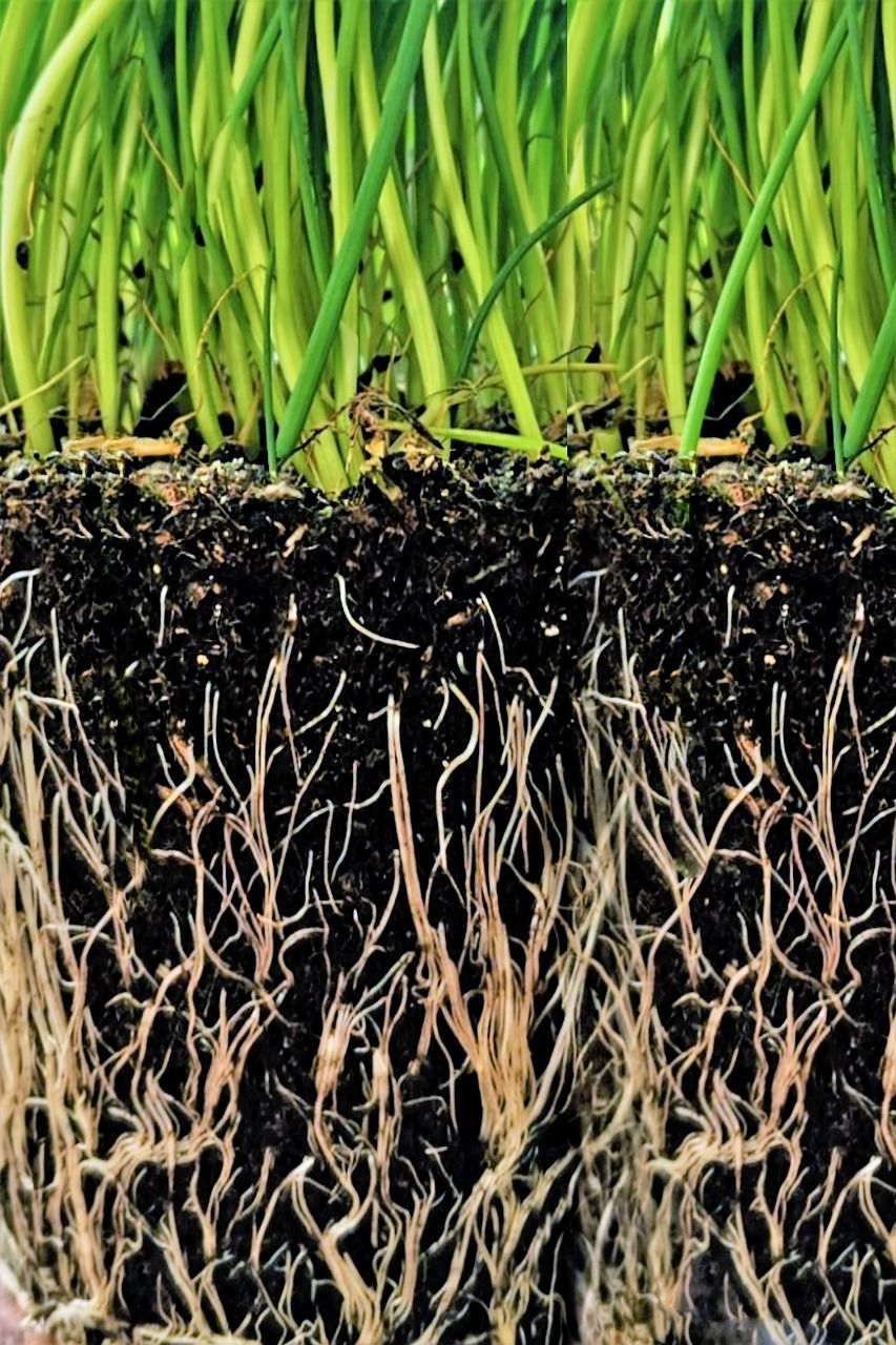 Hagekant som gir struktur og ro i hagen