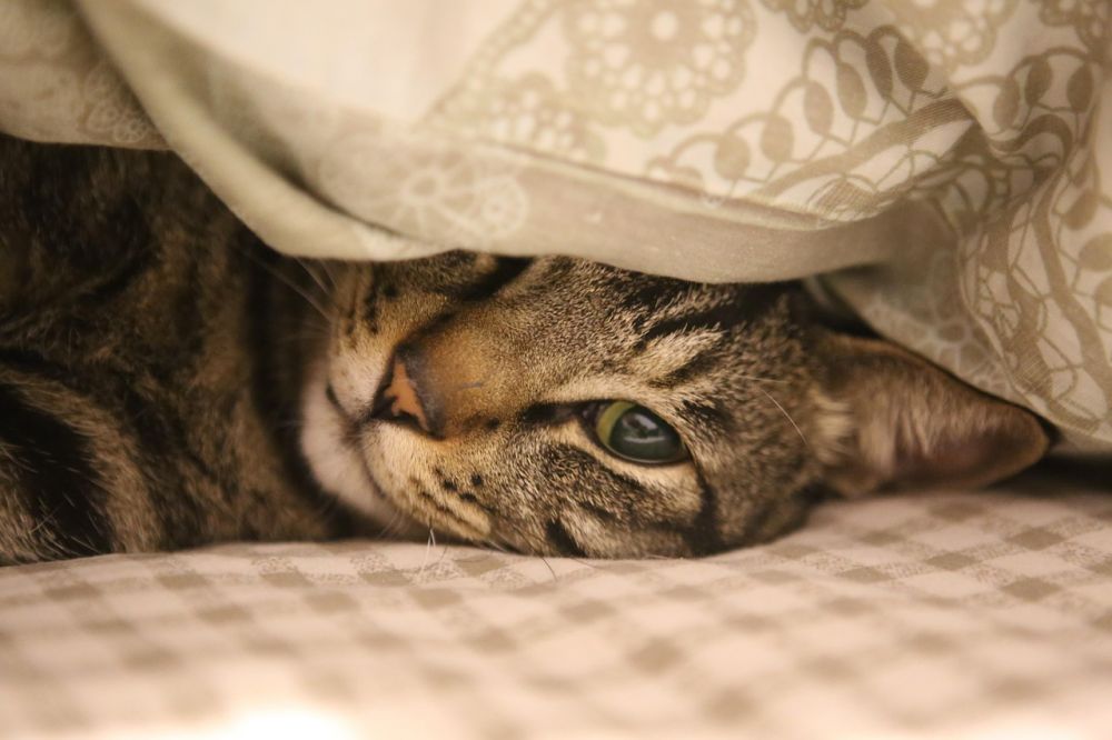 Kattehotell  trygg omsorg når du er bortreist